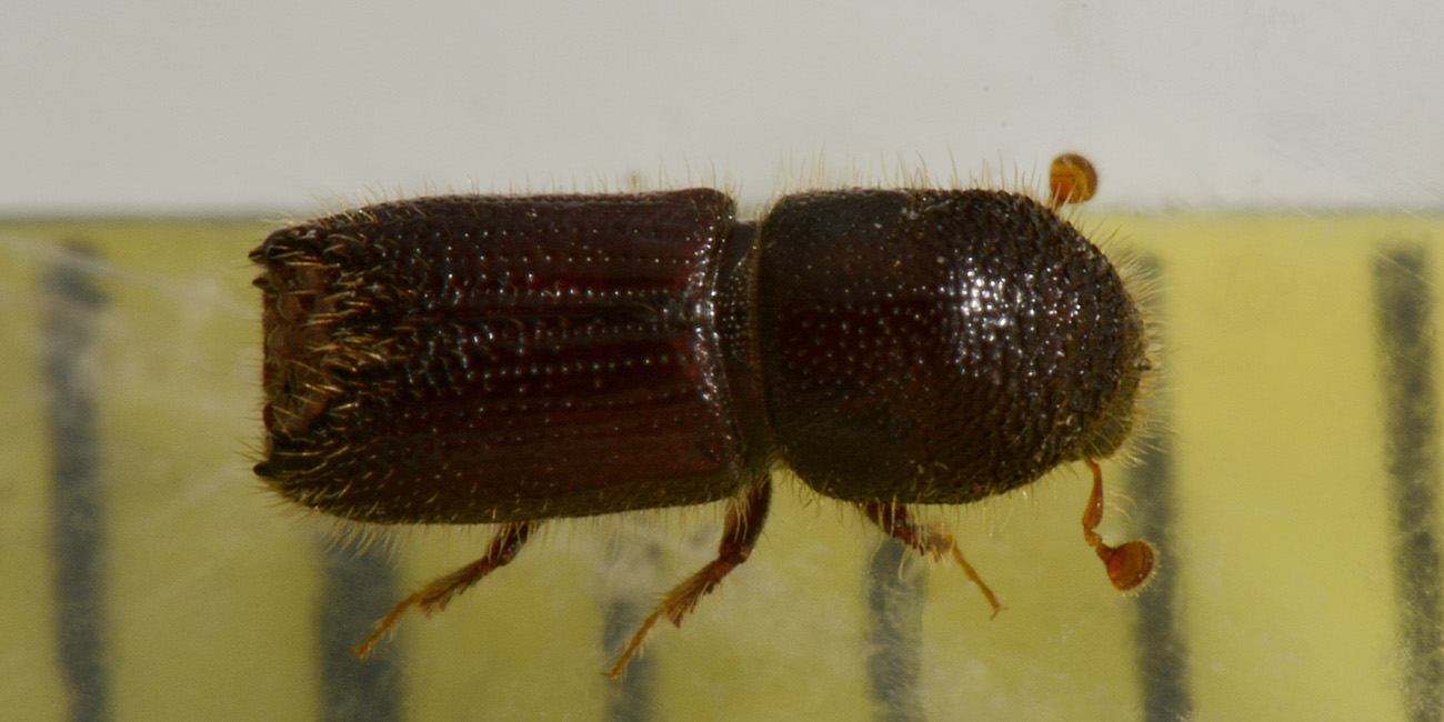 Orthotomicus sp?